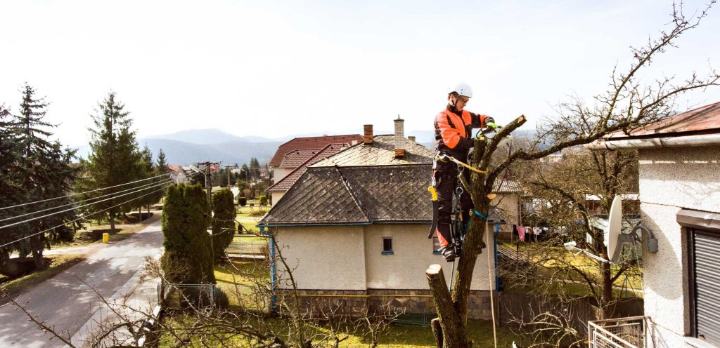 Tree Removal | Stump Grinding