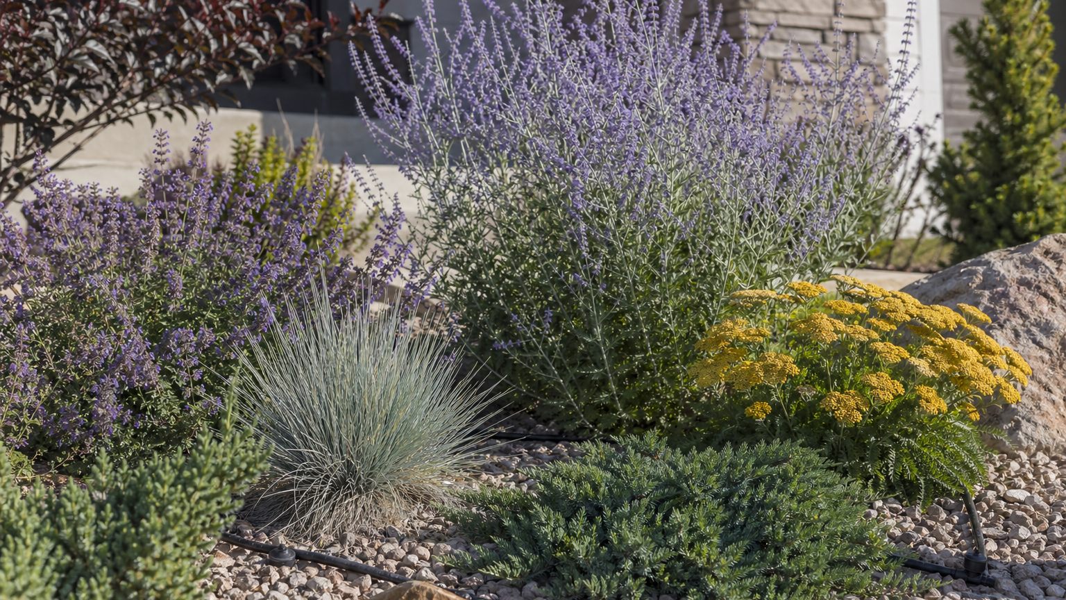 Drought tolerant planting bed in Ogden with low-water perennials and shrubs