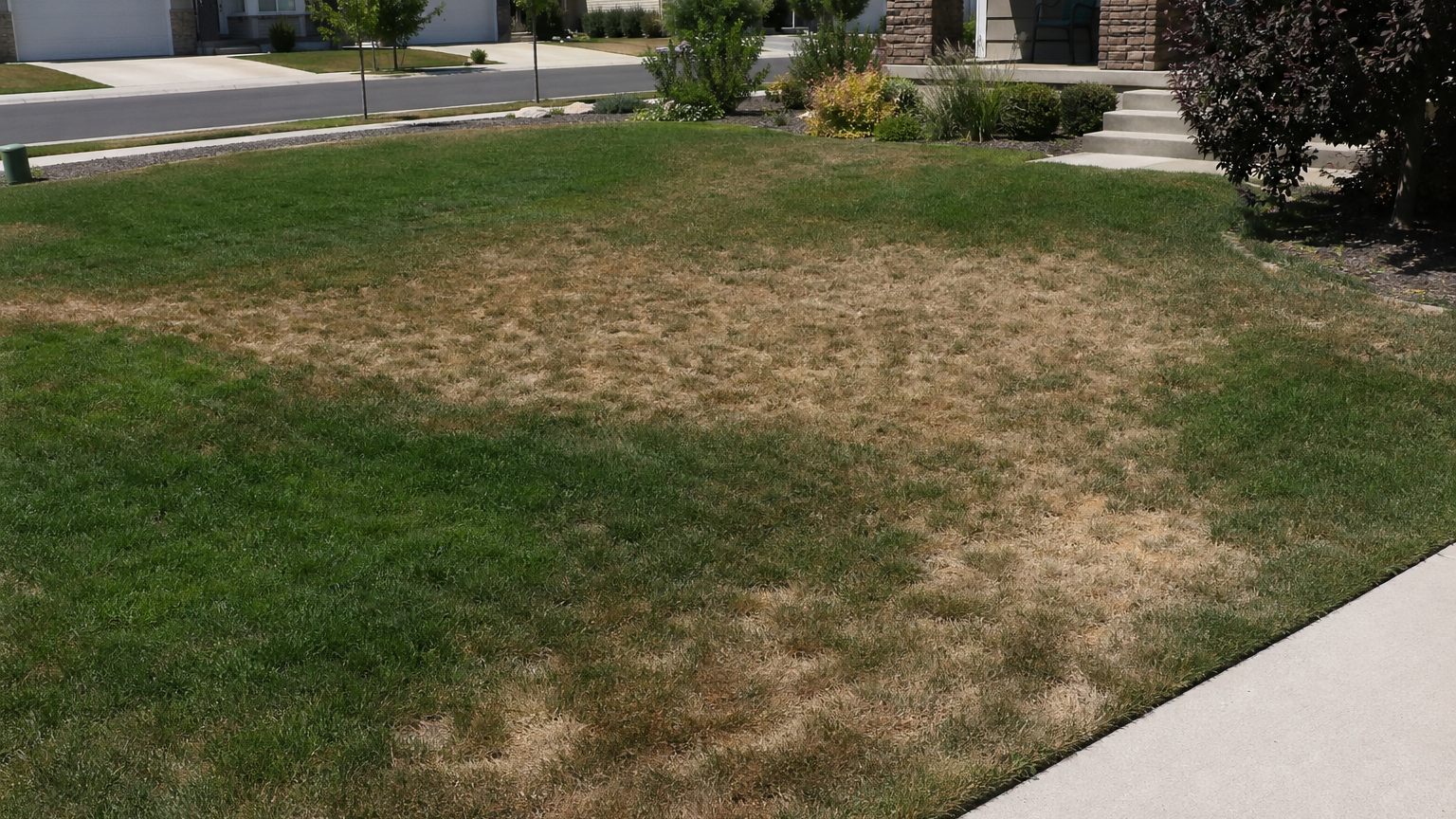 Brown drought stressed lawn in Utah during August summer heat